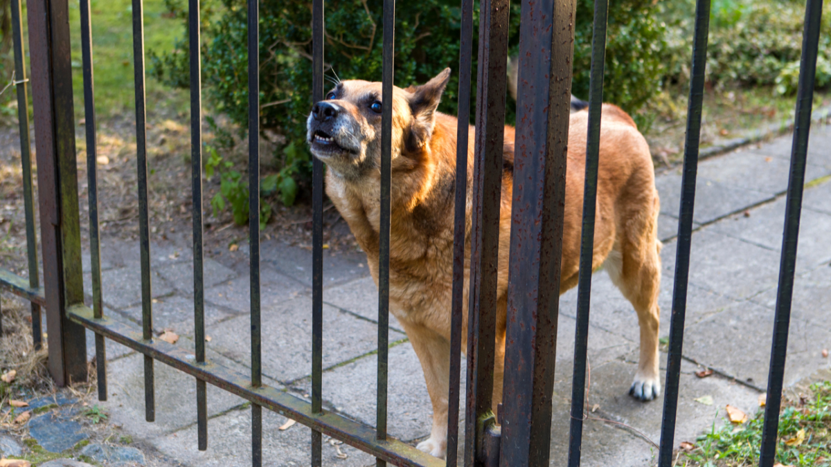 How to Stop a Dog From Barking at Visitors (12 Helpful Tips)