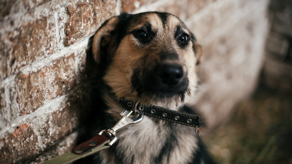 Help! My Dog Keeps Biting My Child—What Should I Do? PetHelpful