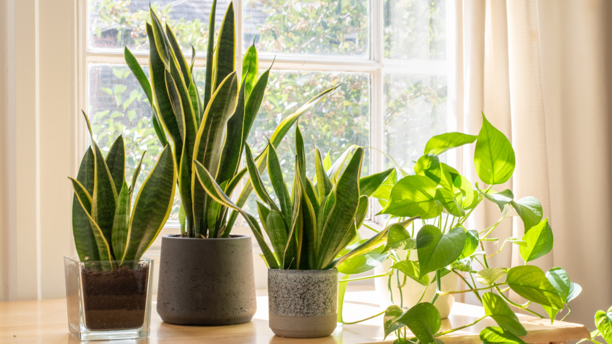 Mother-In-Law's Tongue: How to Care for and Repot This Plant
