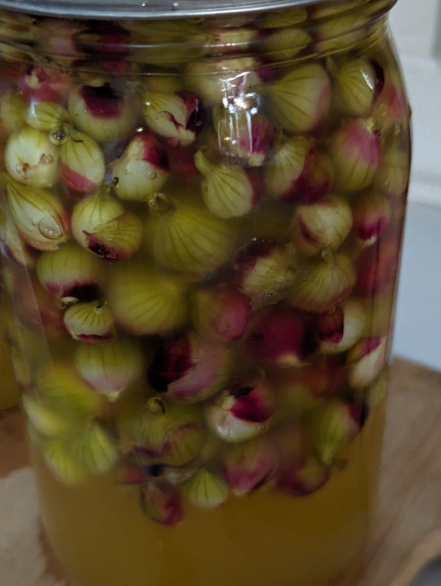 Pickled Egyptian Onions - Using Mrs. Wages