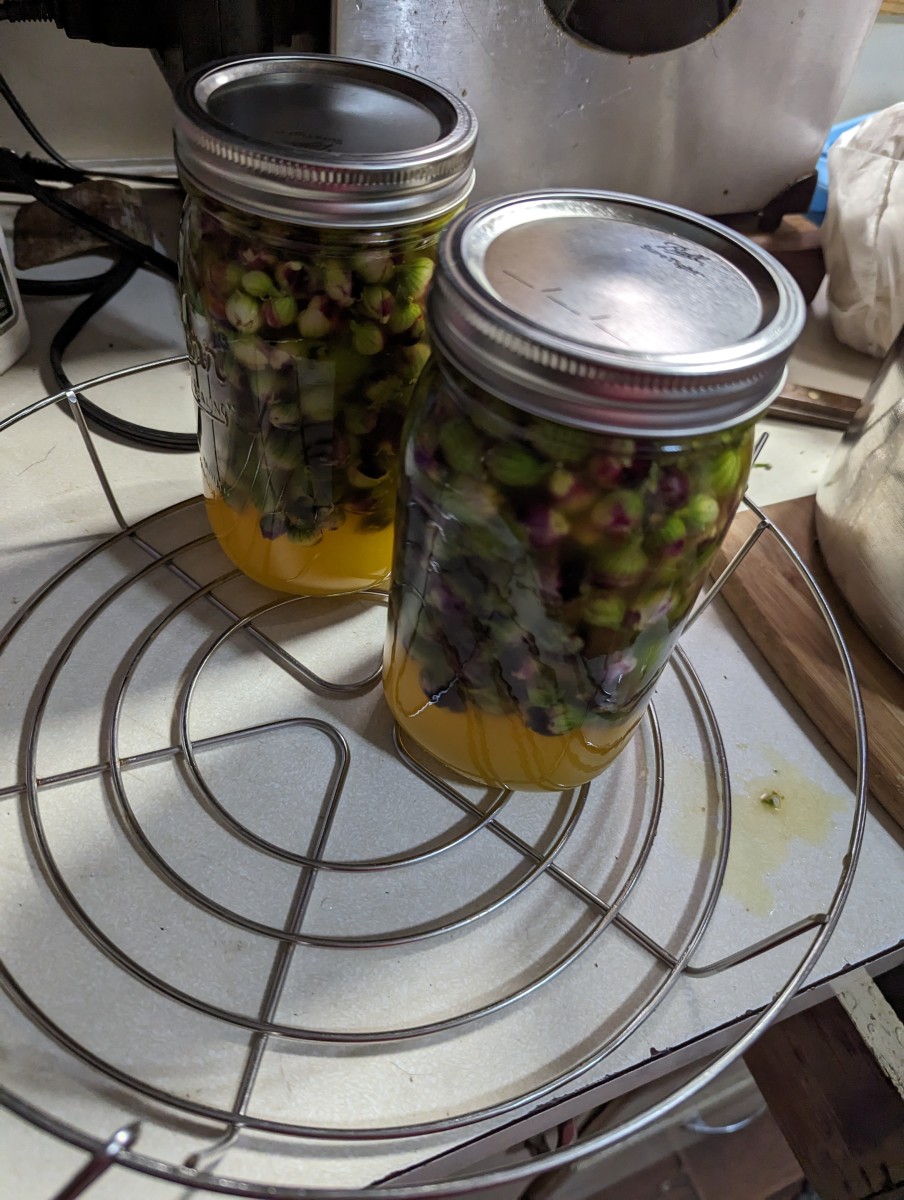 Pickled Egyptian Onions Using Mrs. Wages HubPages