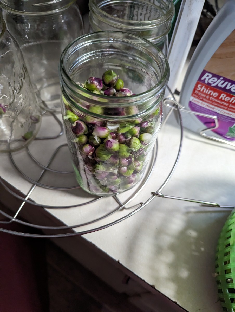 Pickled Egyptian Onions Using Mrs. Wages HubPages