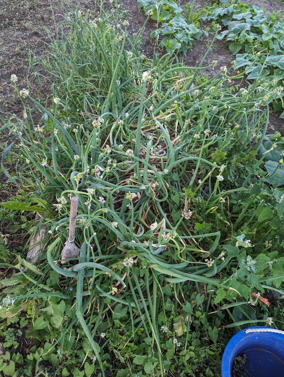 Pickled Egyptian Onions Using Mrs. Wages HubPages