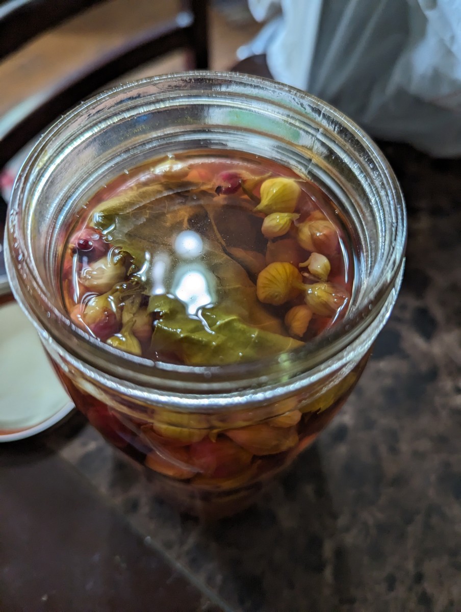 Pickled Egyptian Onions Using Mrs. Wages HubPages