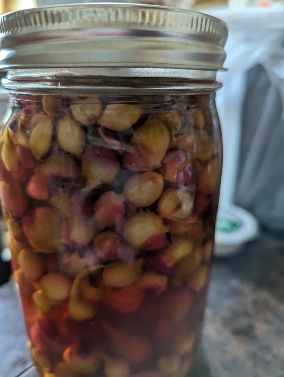 Pickled Egyptian Onions Using Mrs. Wages HubPages