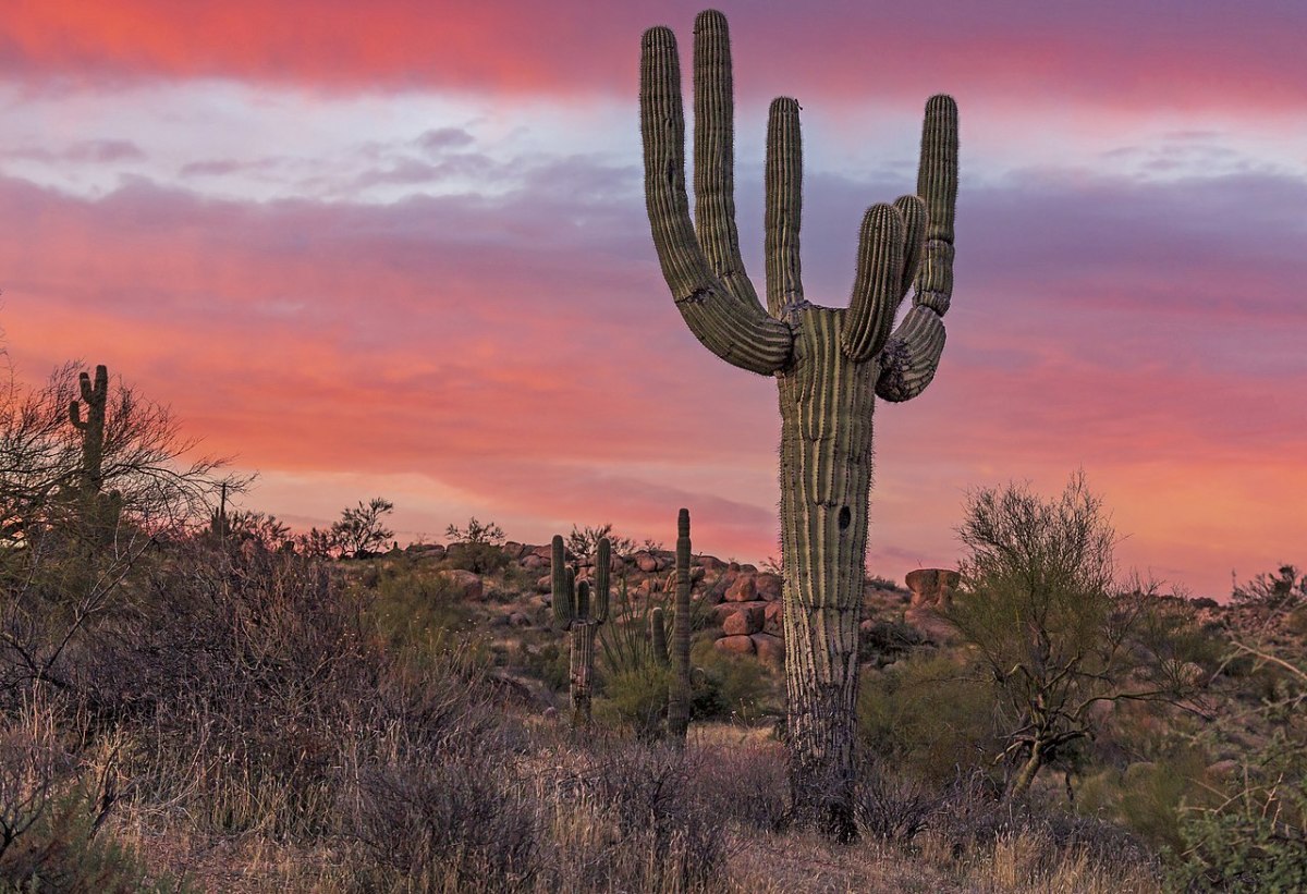 15 of the Best Arizona Attractions for Families With Kids