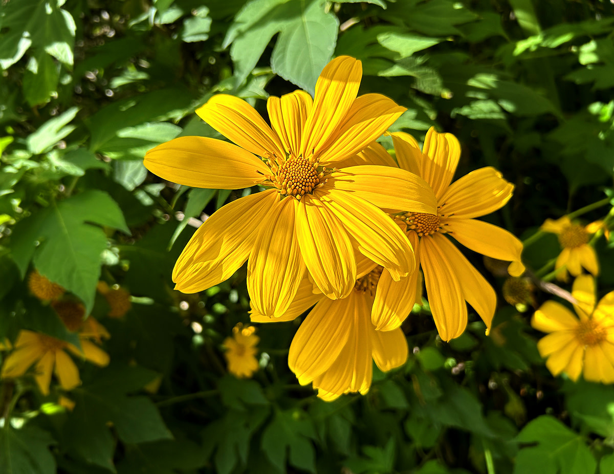 22 Beautiful Wildflowers of Hawaii - WanderWisdom