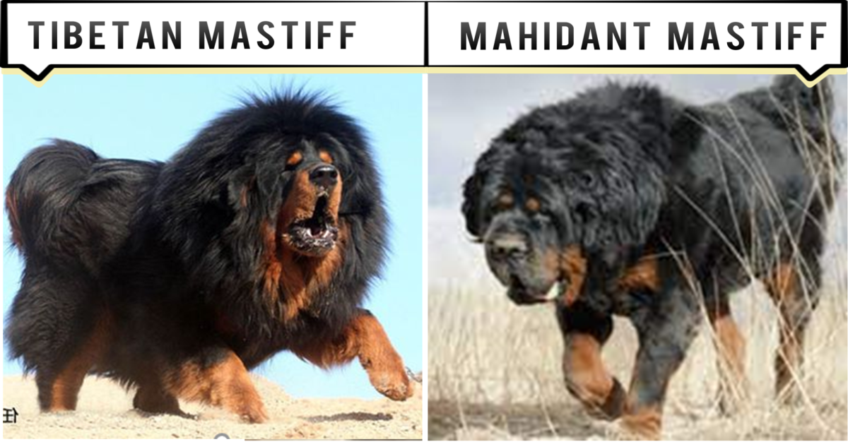 11 Dogs Like the Tibetan Mastiff PetHelpful