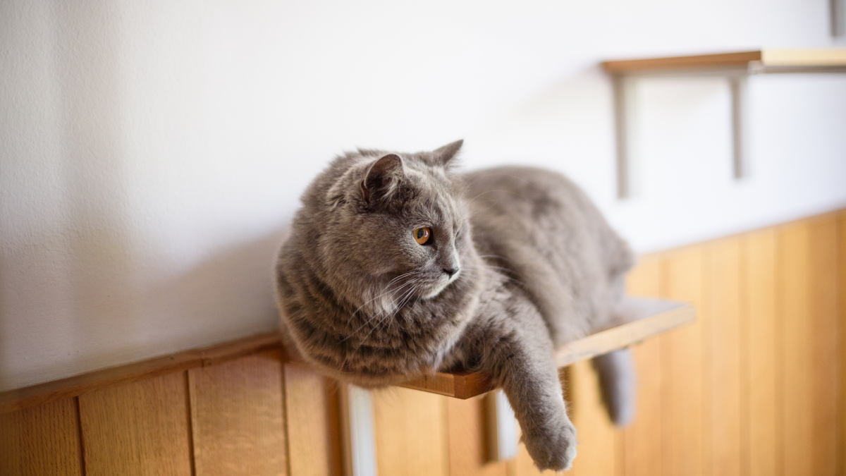 10 Creative Ways to Enrich Your Indoor Cat's Environment PetHelpful