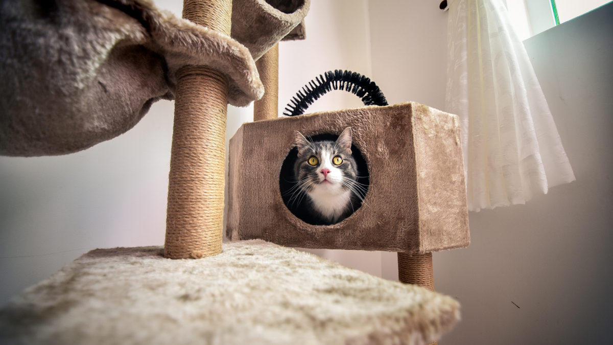 10 Creative Ways to Enrich Your Indoor Cat's Environment