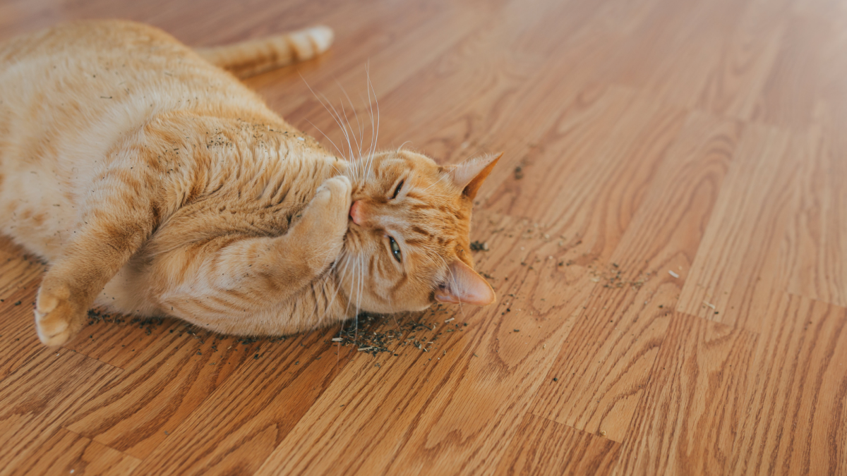 10 Creative Ways to Enrich Your Indoor Cat's Environment PetHelpful