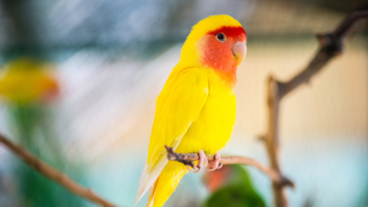 Can You Treat a Sick Bird at Home Without Going to the Vet?