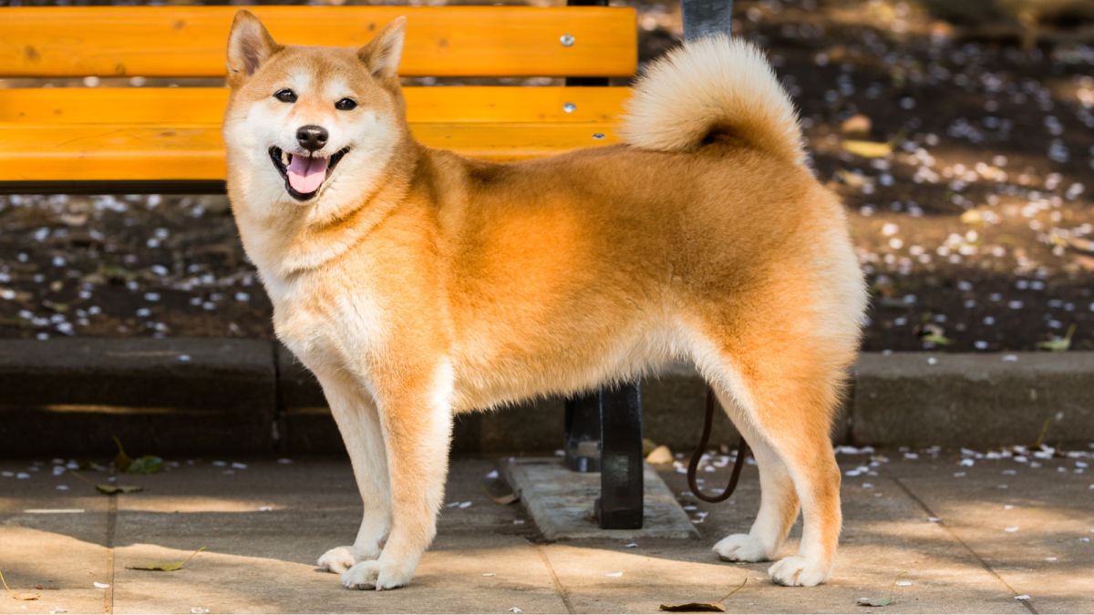 180+ Japanese Dog Names (With Meanings)