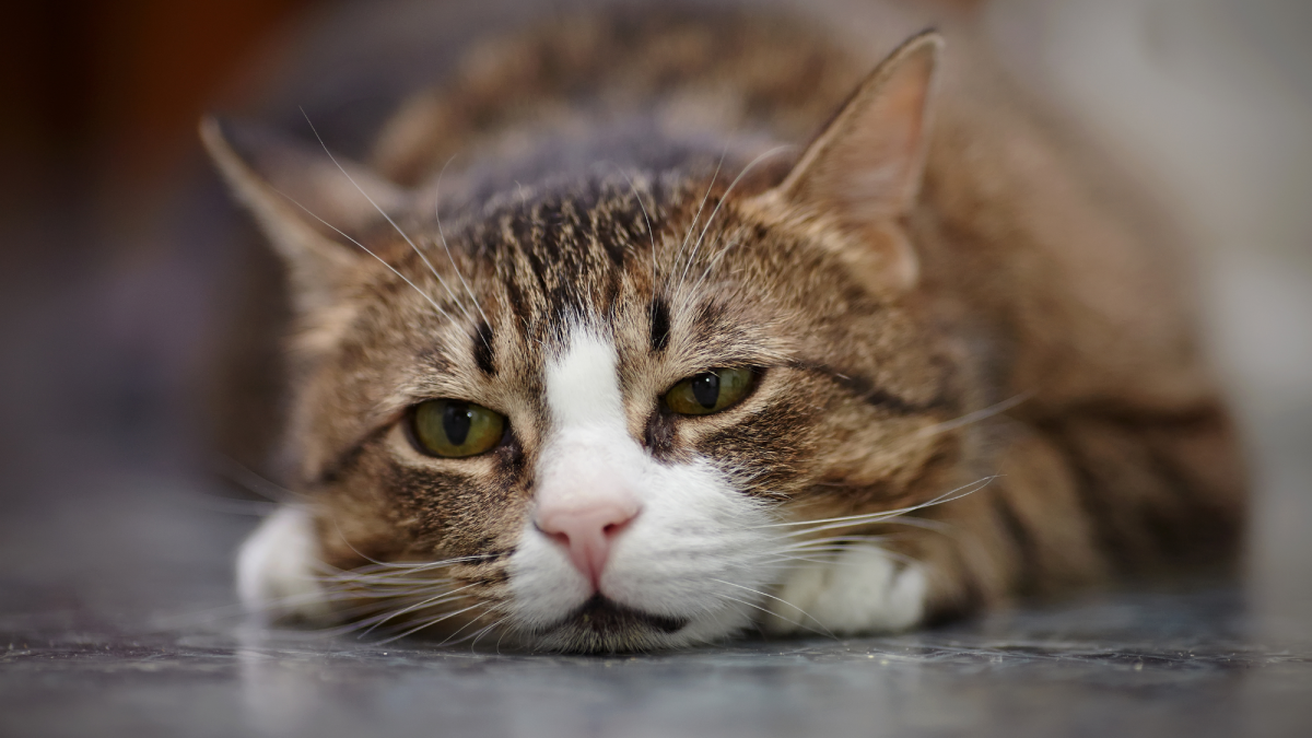4 Signs of Parasite Infections in Cats