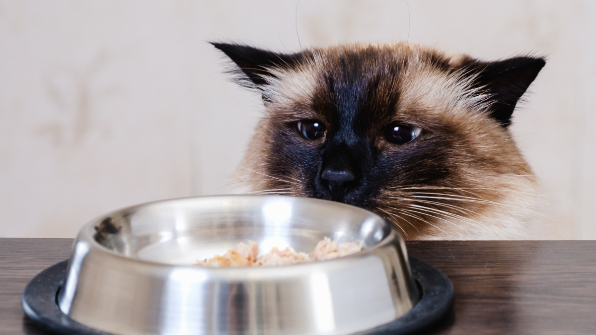 Homemade low iodine diet for cats hotsell