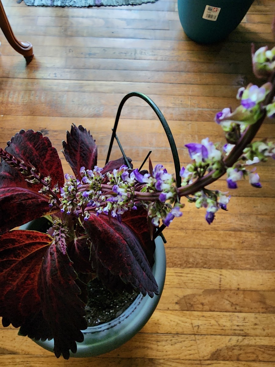 How To Grow Coleus Indoors HubPages