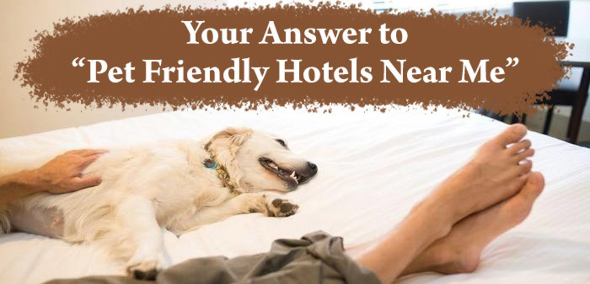 Your Answer to “Pet Friendly Hotels Near Me”