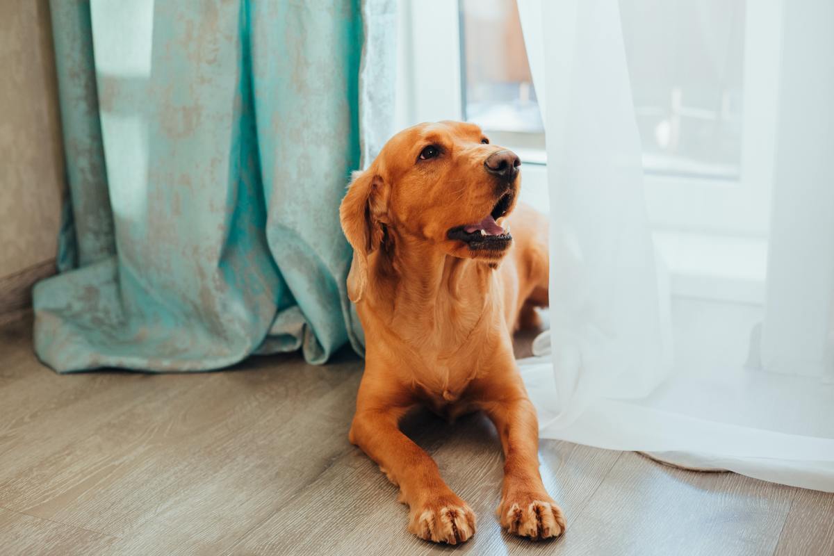 What to Do if Your Dog Keeps Hiccuping and Swallowing