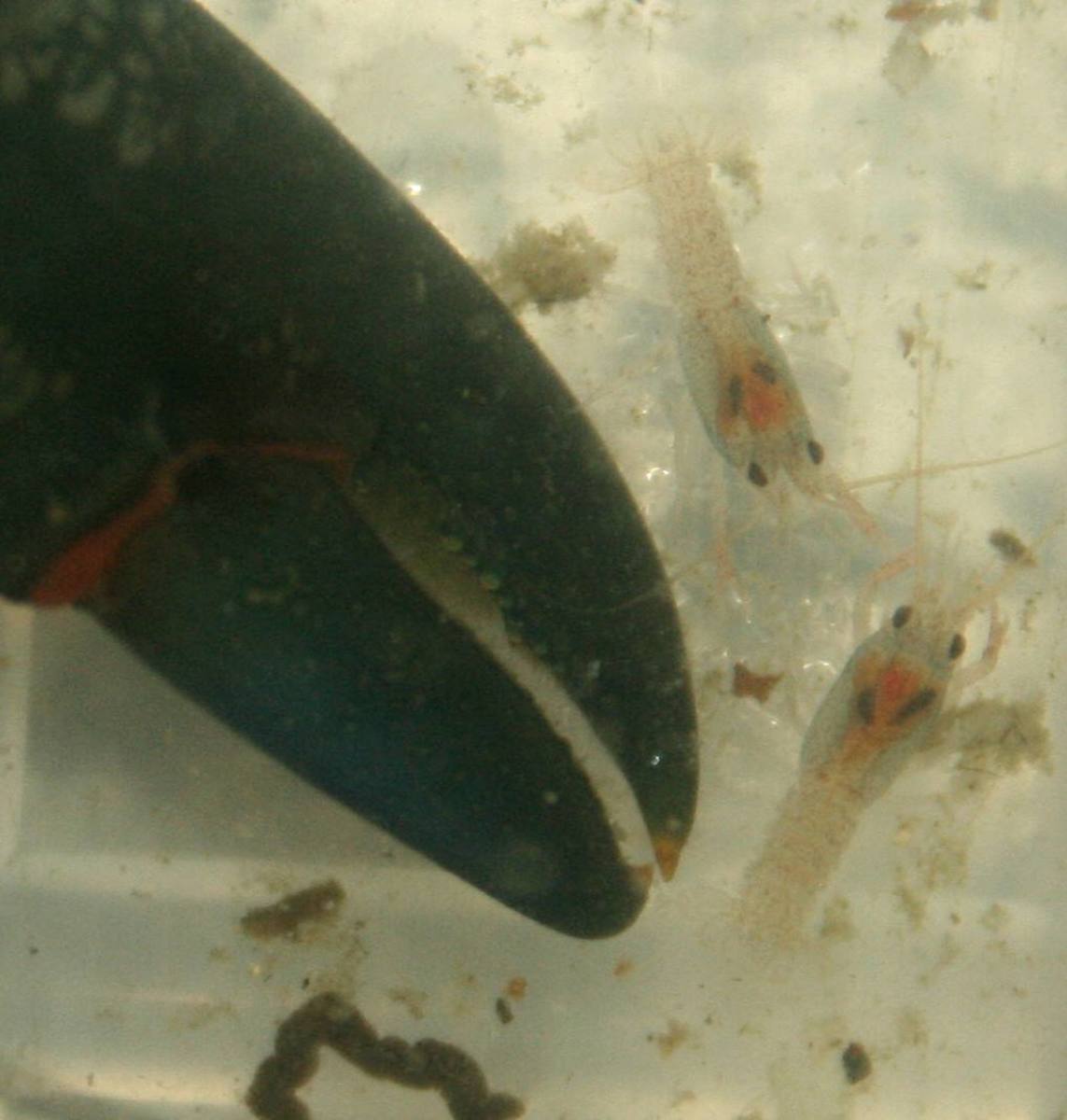 Backyard Aquaponics on a Budget - HubPages