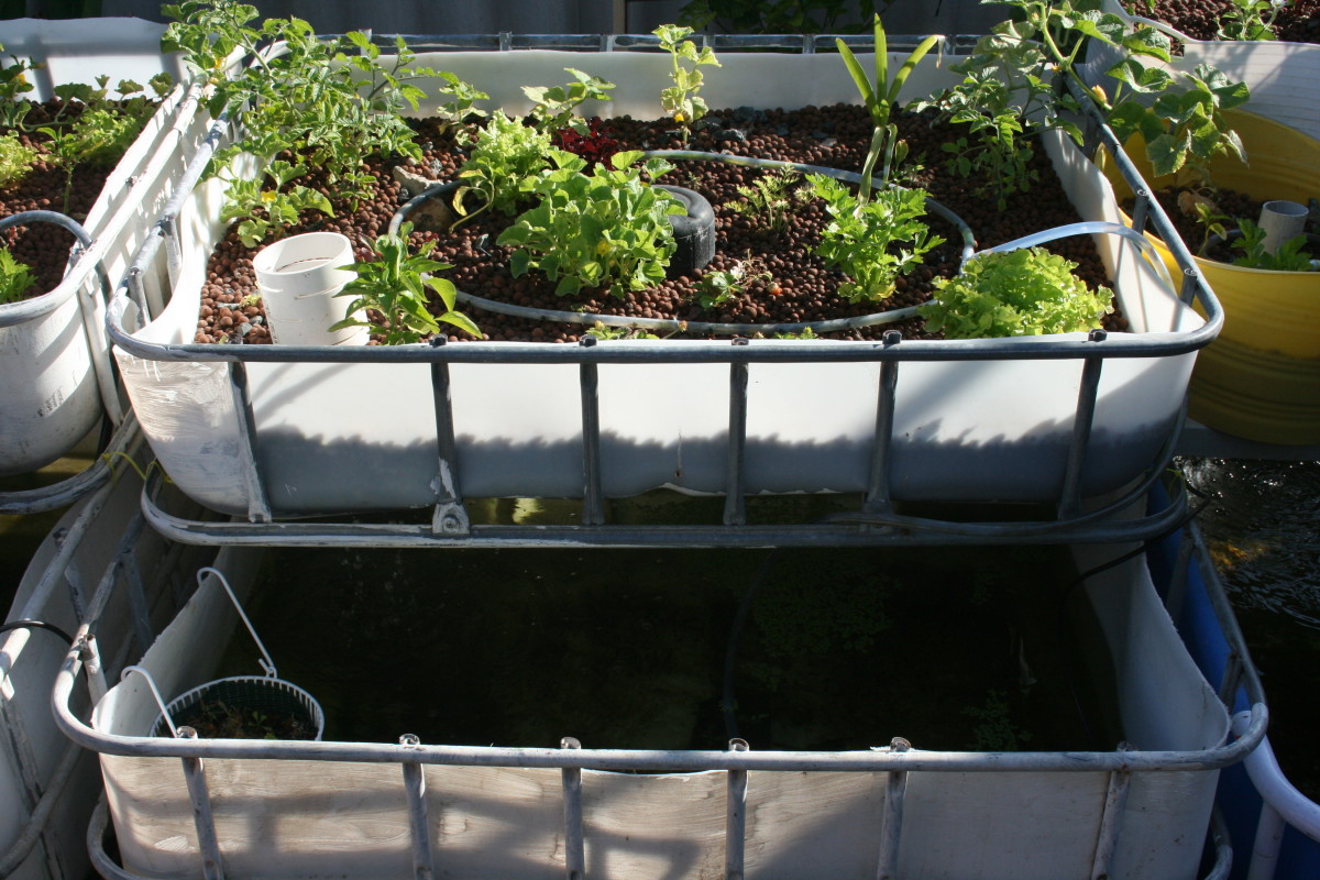 Backyard Aquaponics on a Budget - HubPages