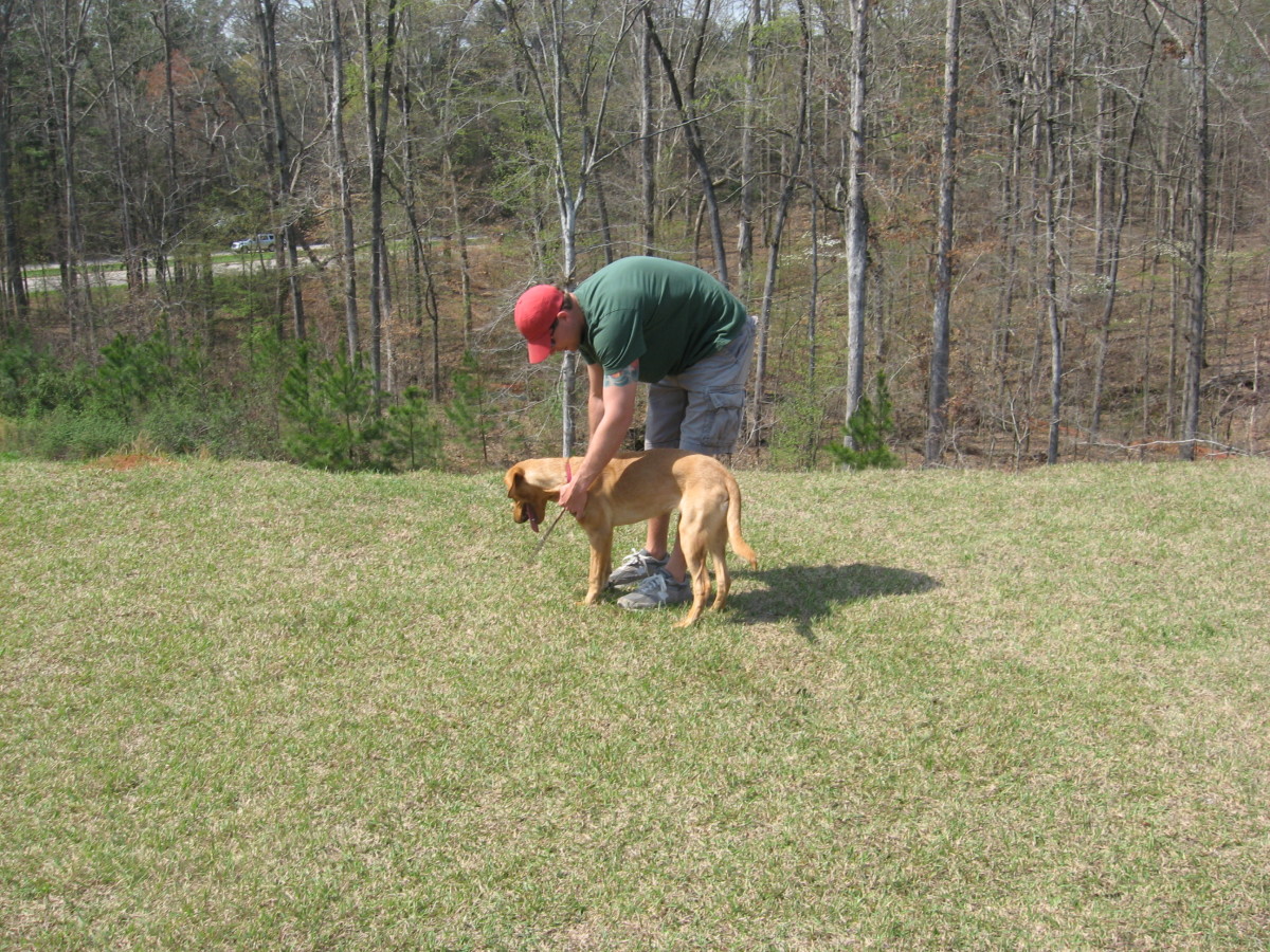 Dog Training can be much easier with smart dogs.