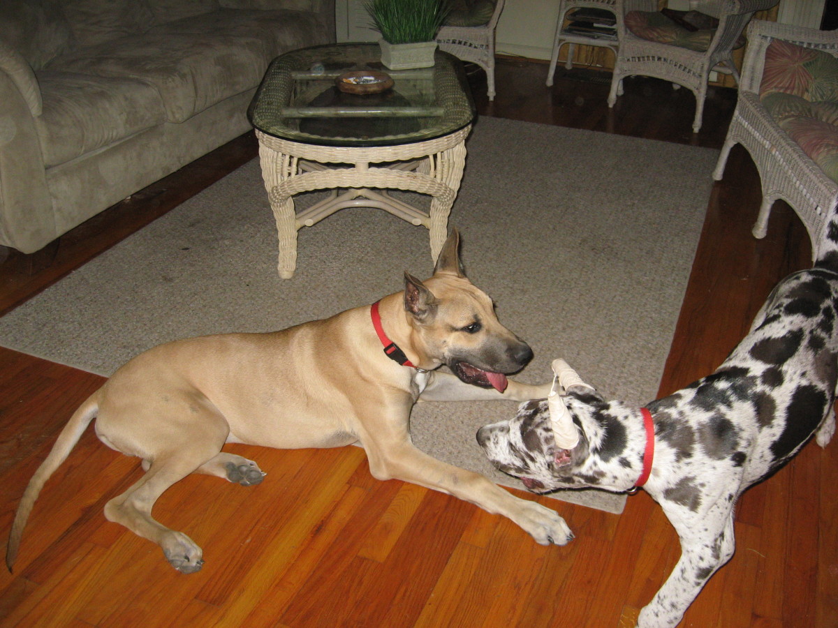 Hamlet and Grendel, as puppies.