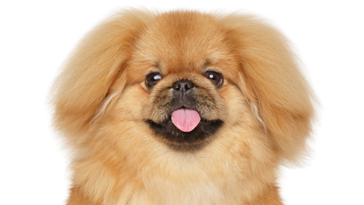 Pekingese looking best sale for home