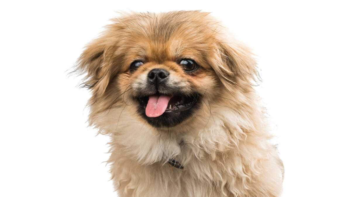 Pekingese basset hot sale hound mix