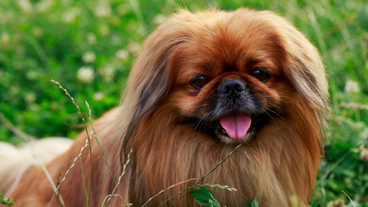 A Comprehensive Guide to the Pekingese: Owning, Training, and Caring for These Regal Companions