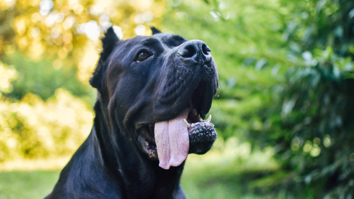 How to Prevent Aggression in Your Cane Corso - PetHelpful