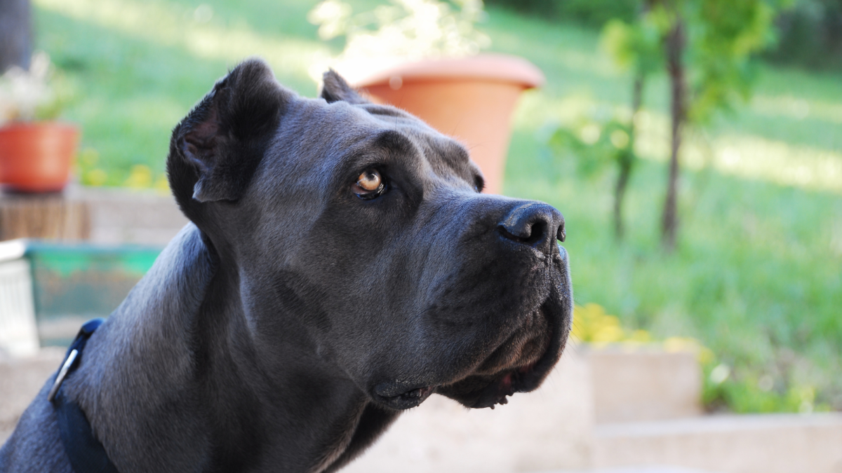 Why Is My Cane Corso Aggressive Towards Other Dogs?