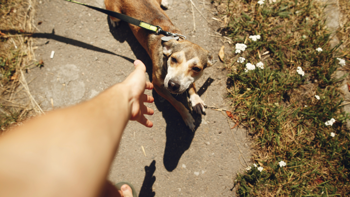 Why Does My Dog Cower When Approached? PetHelpful