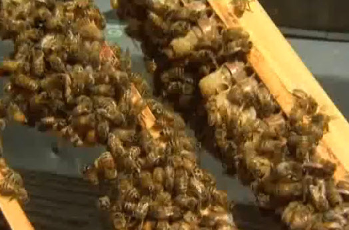 The Many Health Benefits Of Royal Jelly HubPages the-many-health-benefits-of-royal-jelly-hubpages