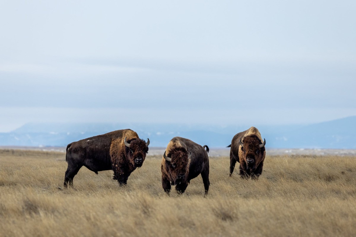 Back From the Brink History of the Conservation of the American Bison
