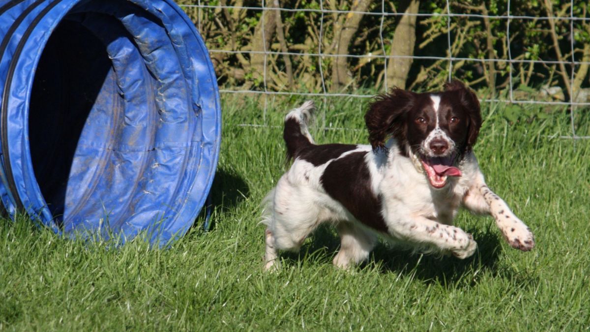 The Ultimate Guide To English Springer Spaniels: Breed Info & Tips ...