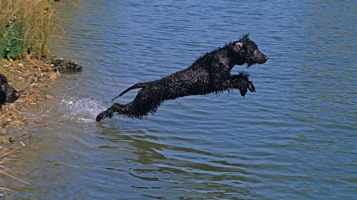 are there different types of water spaniels