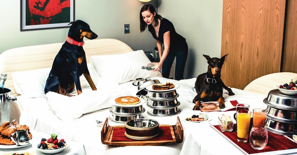 Your Answer to “Pet Friendly Hotels Near Me” - HubPages