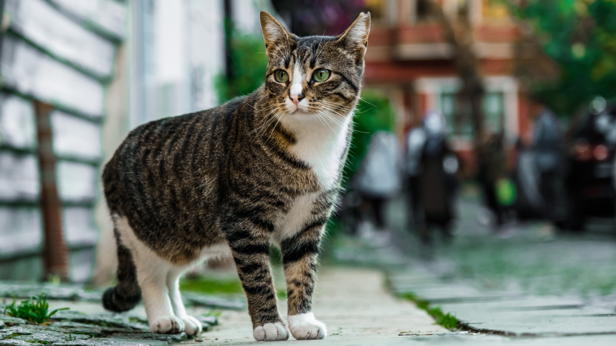 How to Catch a Skittish Cat (And Whether You Should)