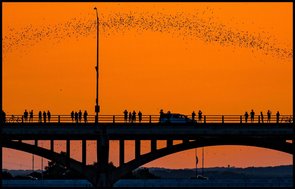 The Mexican Free-Tailed Bats of Austin, Texas