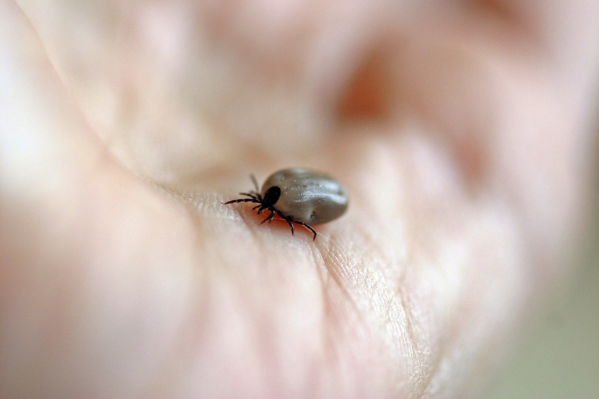 Protecting Your Children from Ticks and the Diseases They Carry: A Parent's Guide