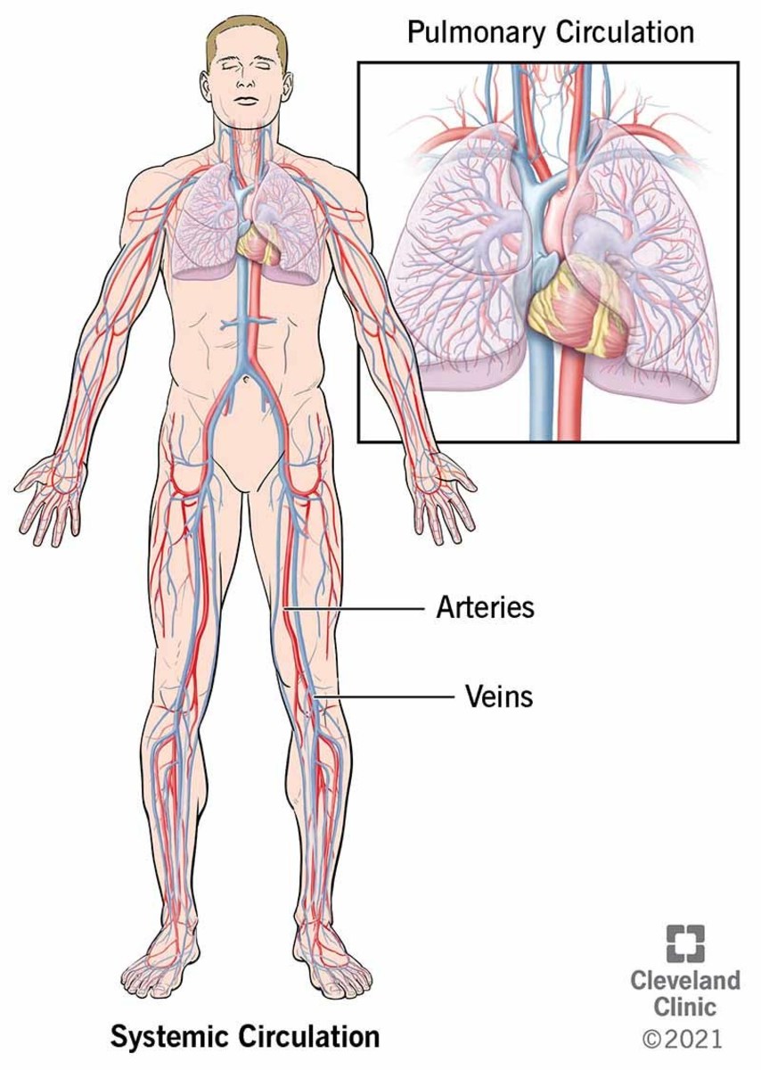 the-association-between-urticaria-hives-high-blood-pressure-and