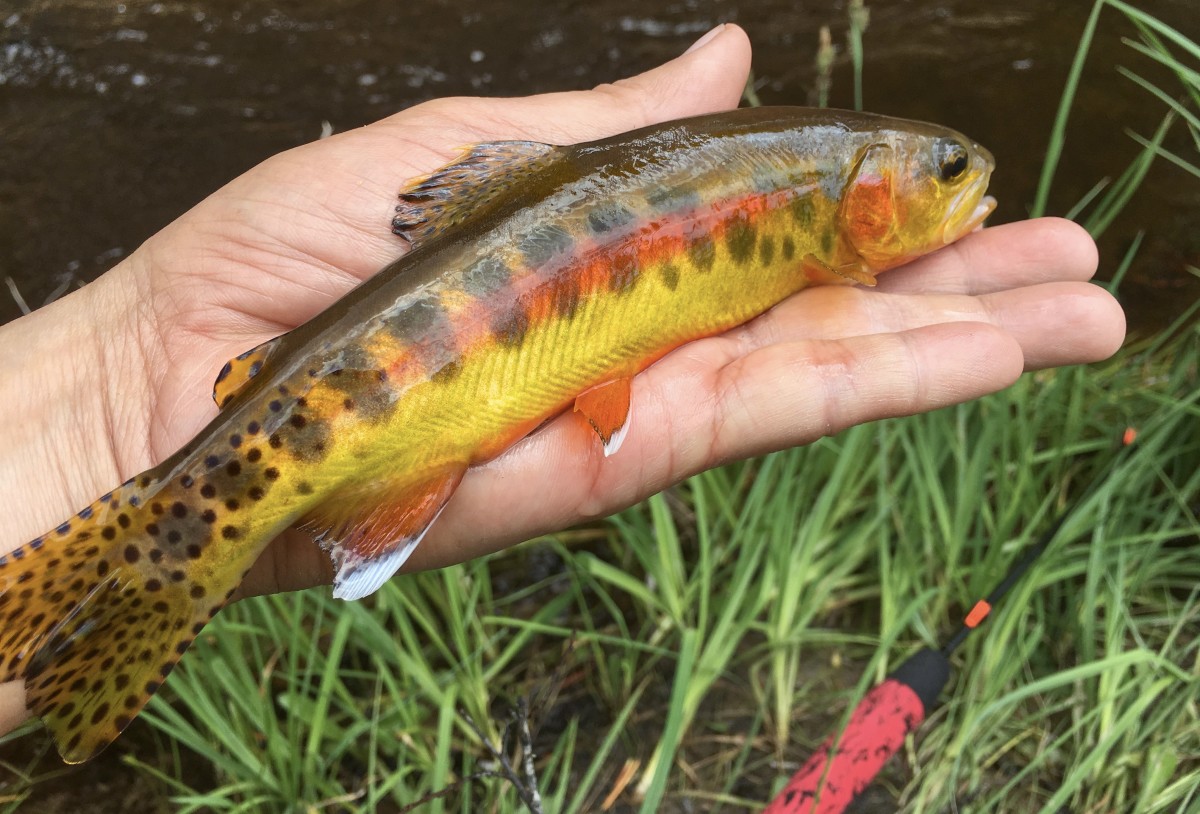 Trout Species in Colorado - HubPages