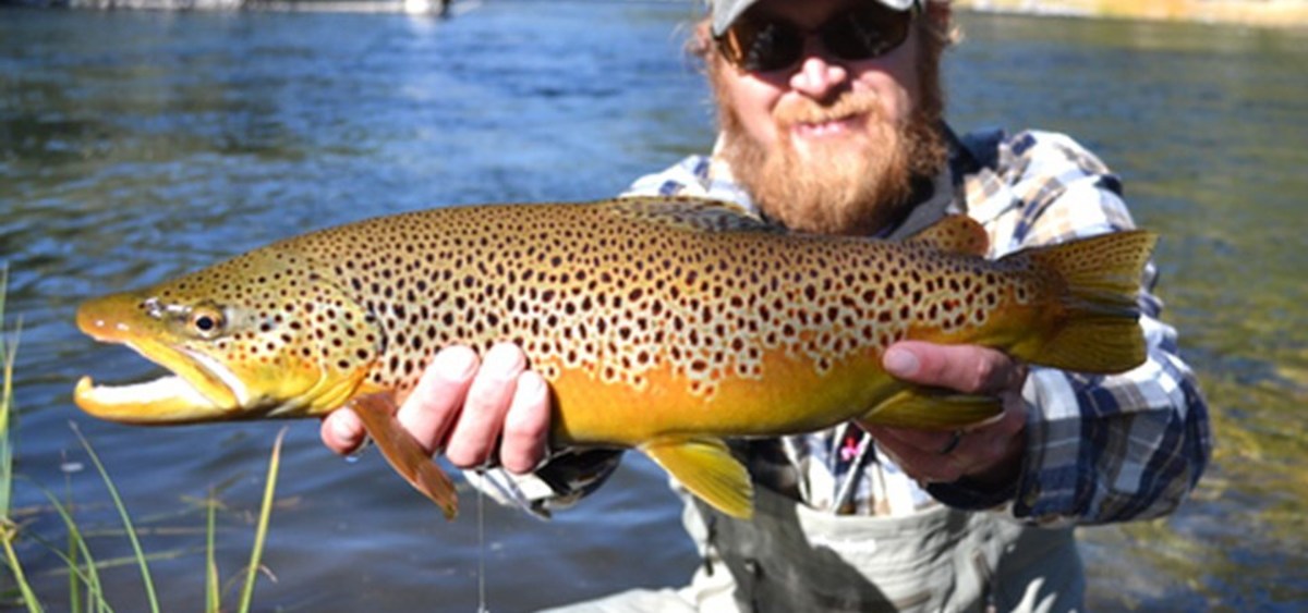 Trout Species in Colorado - HubPages