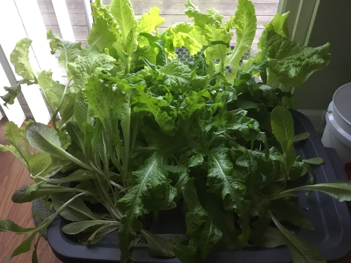How to Create Your Own Indoor Food Garden Using Hydroponics