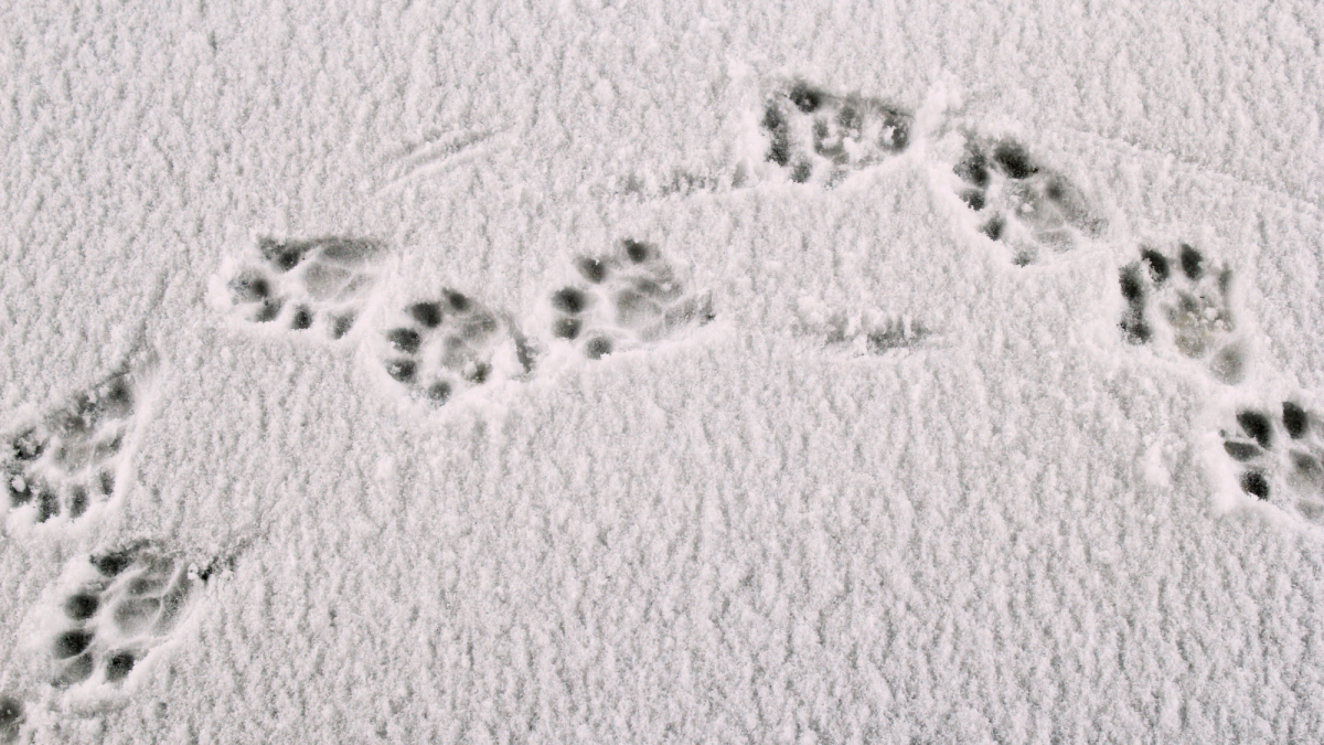 muskrat tracks in snow