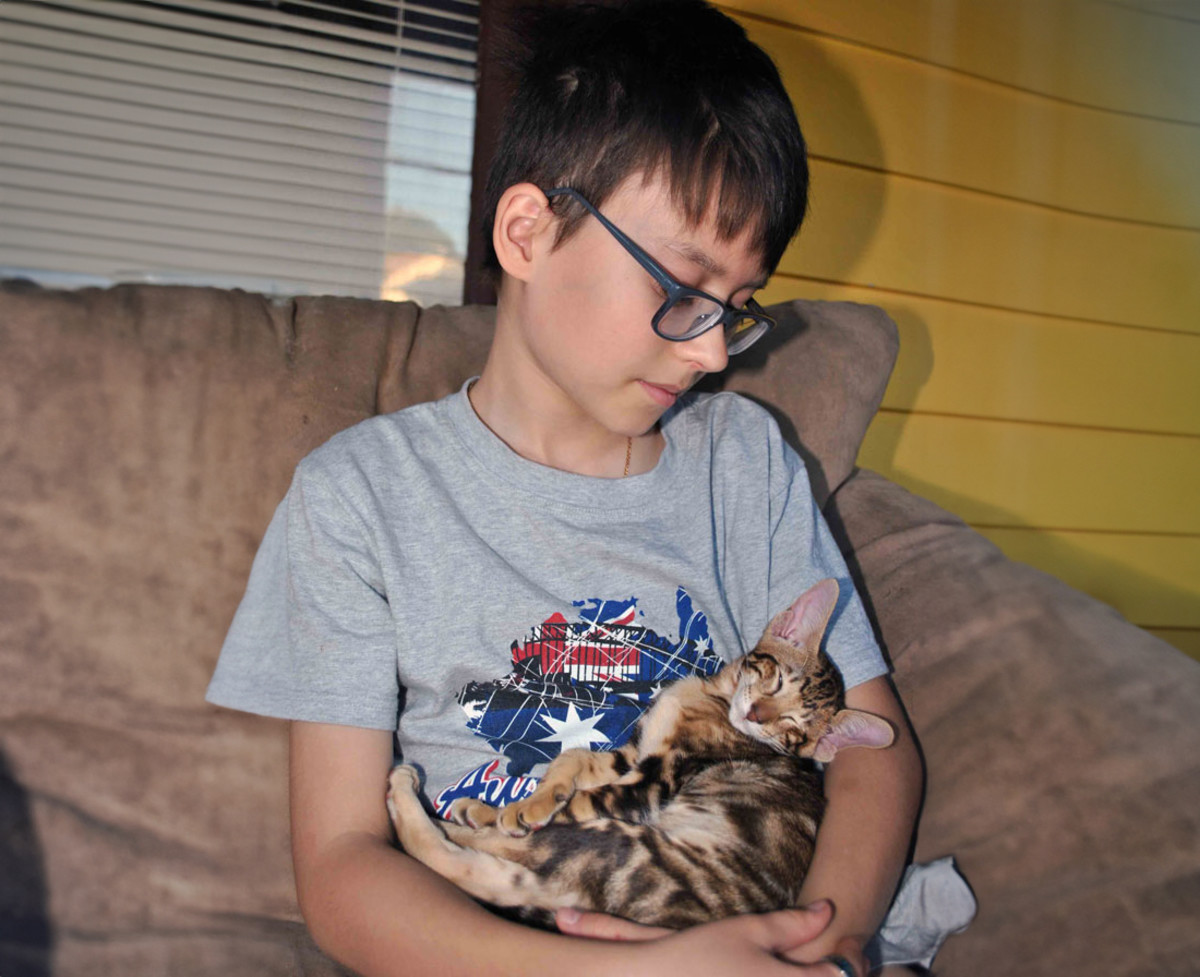 The Power of Feline Companionship: Oriental Shorthair and Siamese Cats ... - Feline Emotional Support With Wearable Technology