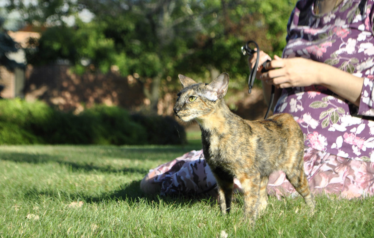 Image showcasing The Power of Feline Companionship: Oriental Shorthair and Siamese Cats ...