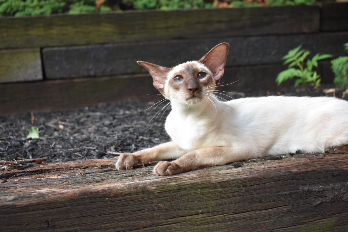 The Power of Feline Companionship: Oriental Shorthair and Siamese Cats as Emotional Support in a Stressful World