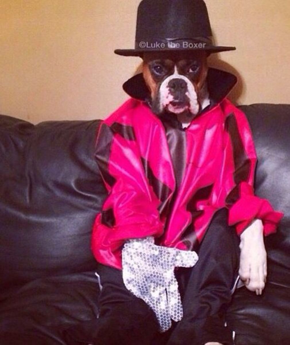 40+ Easy and Fun Halloween Costumes for Pets HubPages