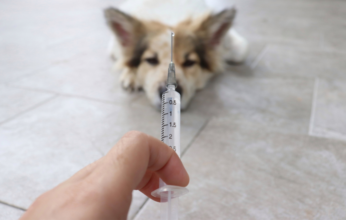 Canine Distemper Virus: Is It Really a Risk?